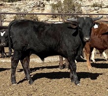 Rural Safari Son x Fire Charmer 2022 bull