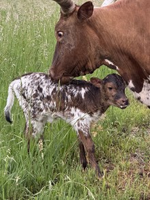HJR Heifer 55