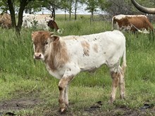 HJR Bull 52