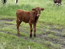 HJR Bull 53