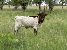 HJR Bull 51