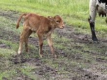 HJR Bull 54