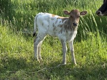 HJR Heifer 56