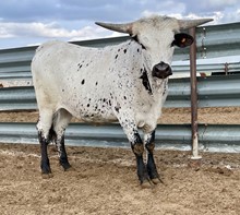 Cut N' Dried x Super Sweet 2021 heifer