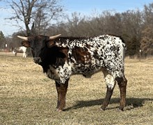 LIFE OF A SHOWGIRL HJR