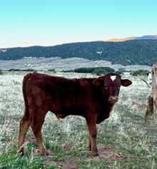 Bull Calf 7